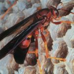 red wasp