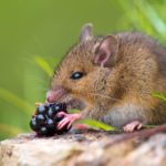 Wild mouse eating raspberry on log