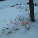 crocus in snow
