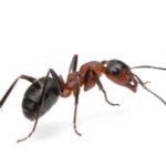 ant