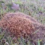sprouting ant hills