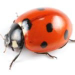 Seven-Spotted Ladybug