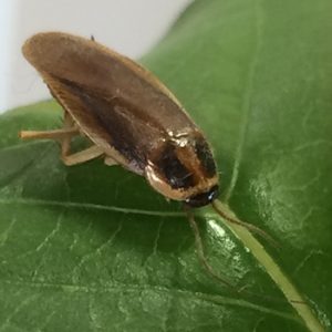 Asian-Cockroach-1