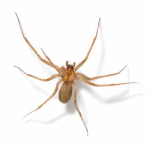 Brown recluse spider