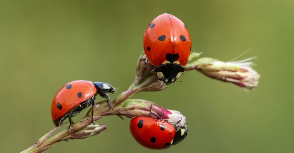 ladybugs