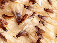 Termite Control is a must when you see the Swarming termites