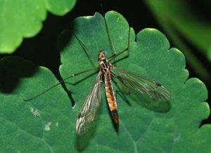 mosquito hawk