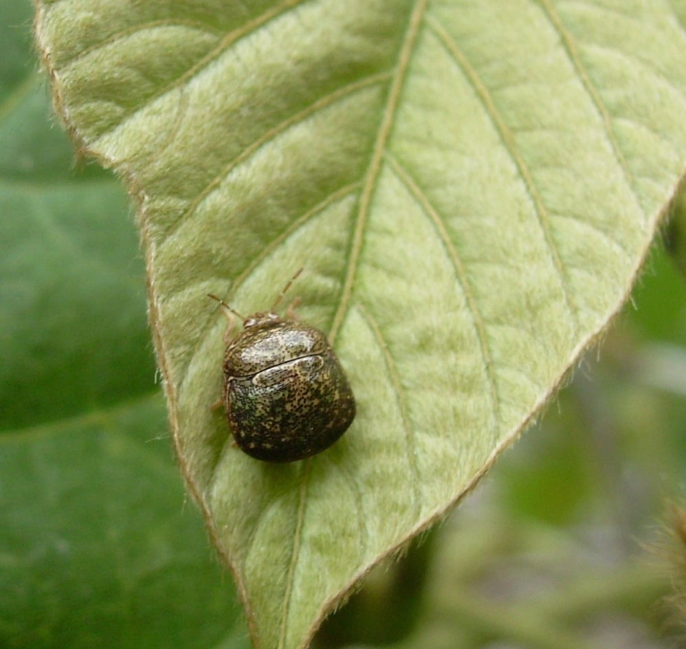 kudzu bug