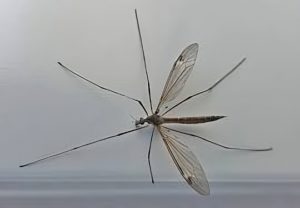 giant mosquitoes - crane flies