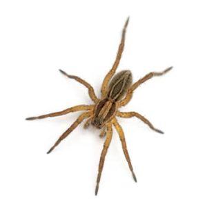 grass spider