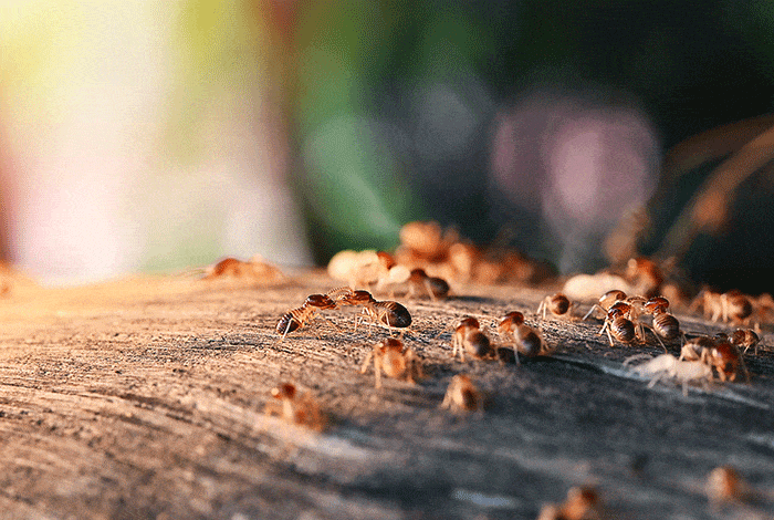 Formosan termites