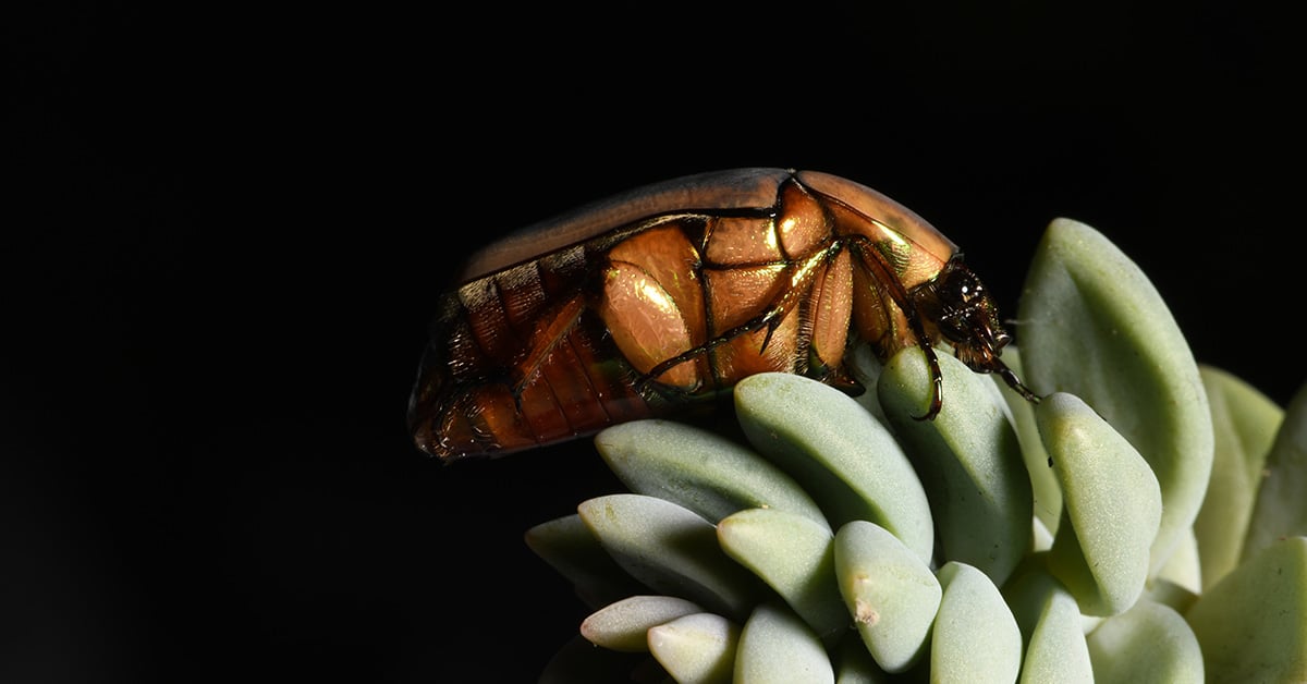 june bugs
