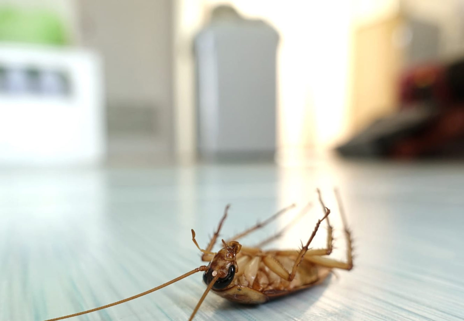 Pest Control Spanish Fort