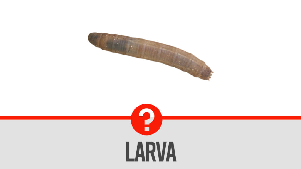Crane-flies-larva