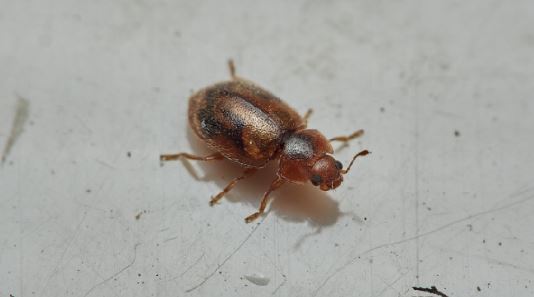 Arboreal Ladybird (Rhyzobius chrysomeloides)
