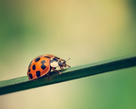 Are Brown Ladybugs Harmful
