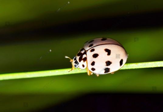 Ashy Gray Lady Beetle (Olla v-nigrum)