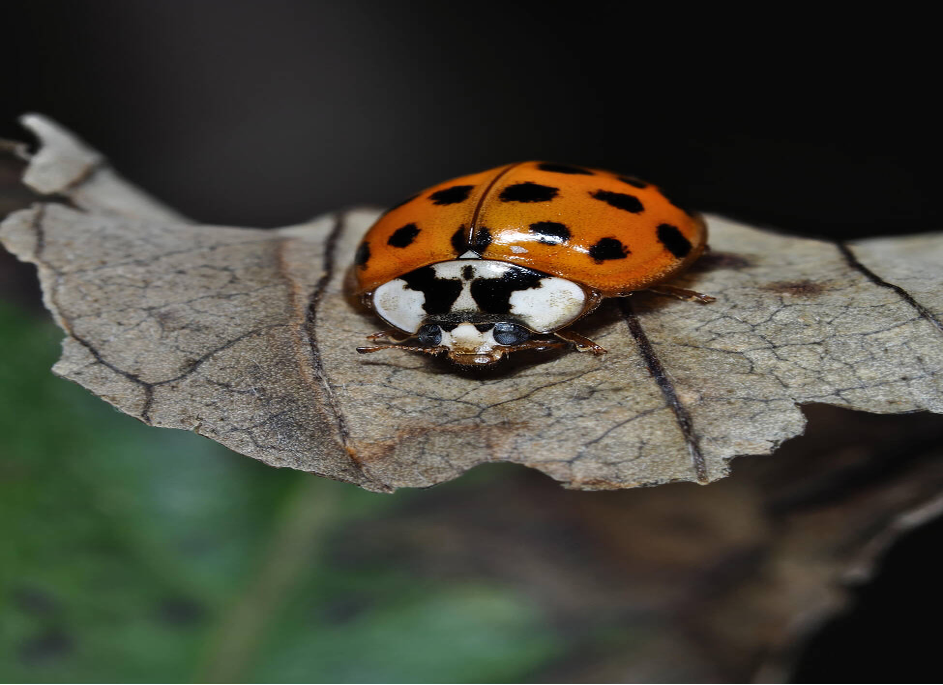 Asian Lady Beetles