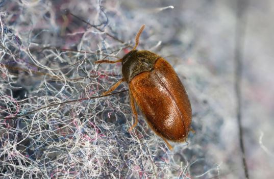 Brown Carpet Beetle (Attagenus smirnovi)