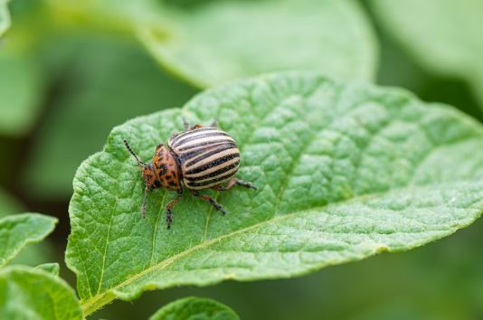Colorado Potato Beetle (Leptinotarsa decemlineata)