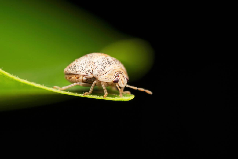 brown ladybug