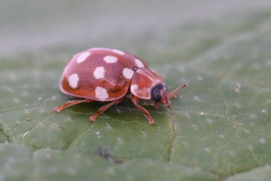 Cream-Spot Ladybug (Calvia quattuordecimguttata)