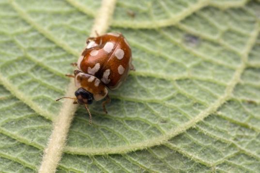 Eighteen-Spot ladybug (Myrrha octodecimguttata)