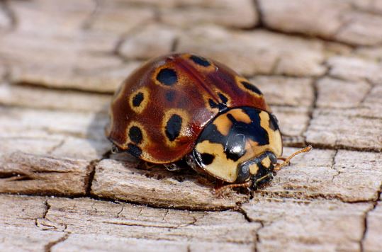 Eye-Spotted Ladybug (Anatis mali)