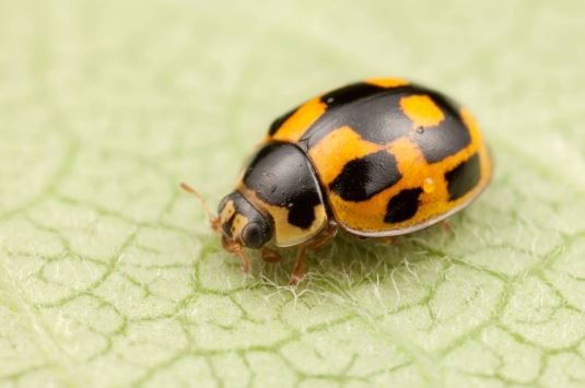 Fourteen-spotted Lady Beetle (Propylea quatuordecimpunctata)