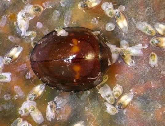 Heather Ladybug (Chilocorus bipustulatus)