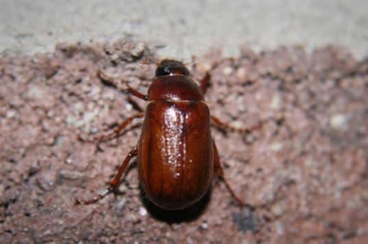 June Bugs (Melolonthinae Phyllophaga)