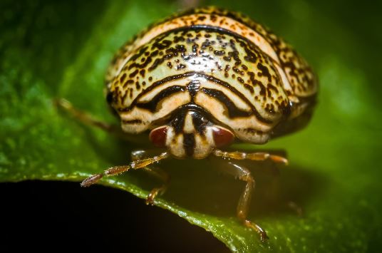 Kudzu Bug (Megacopta cribraria)
