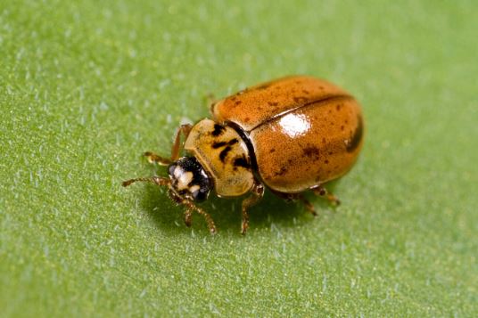 Larch Ladybug (Aphidecta obliterata)