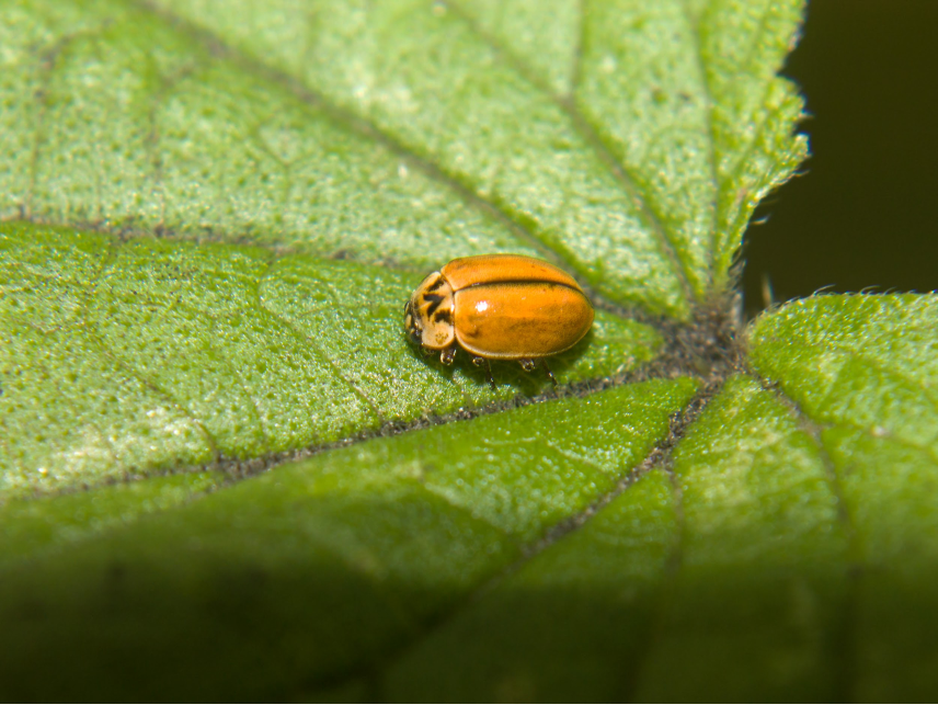 Larch Ladybugs