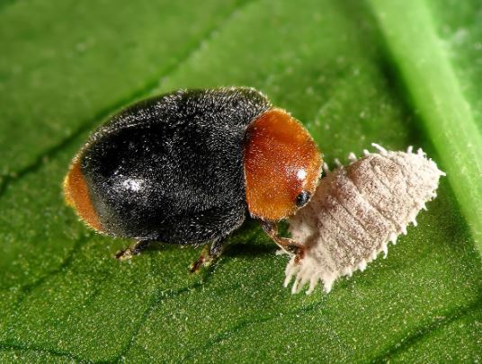 Mealybug Ladybug (Cryptolaemus montrouzieri)