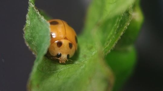 Mexican Bean Beetle (Epilachna varivestis)