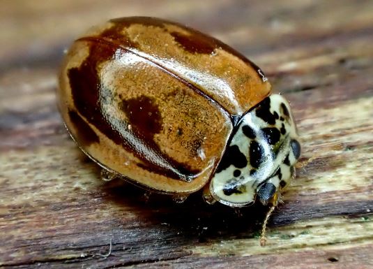 Painted Ladybug (Mulsantina picta)