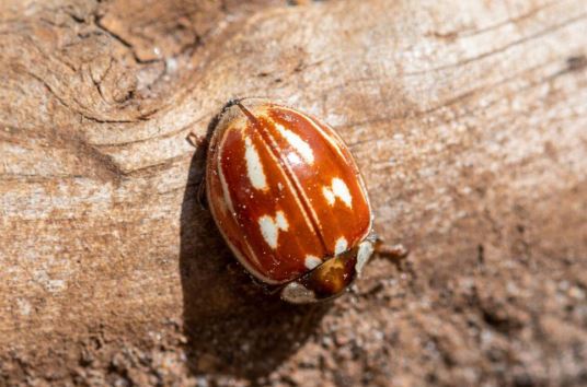 Striped Ladybug (Myzia oblongoguttata)