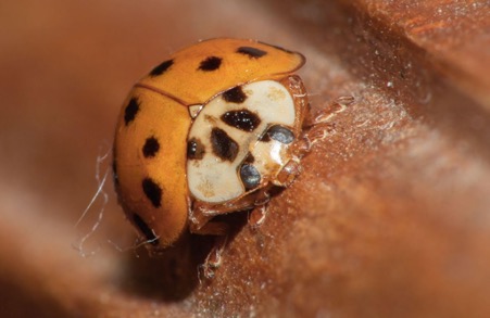 Asian Lady Beetle (Harmonia axyridis)