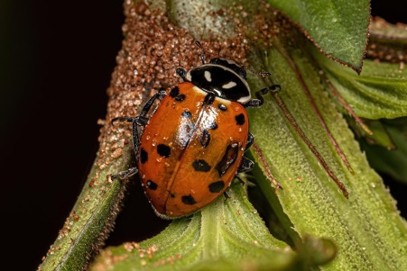 The Convergent Ladybug