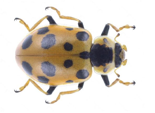The Thirteen-Spotted Lady Beetle (Hippodamia tredecimpunctata)