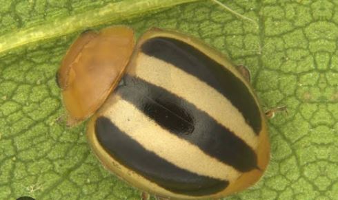 Three-Striped Ladybug (Brumoides suturalis)