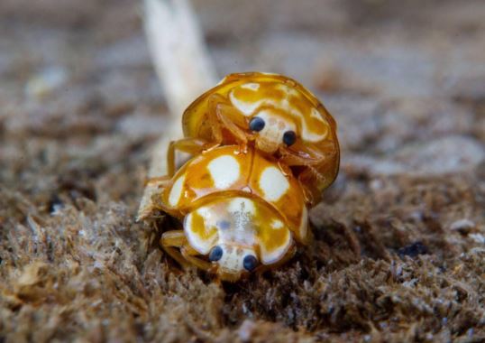 Tips to Attract and Promote Beneficial Brown Ladybugs in Gardens and Farms