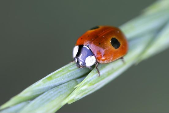 Two-spotted Lady Beetle