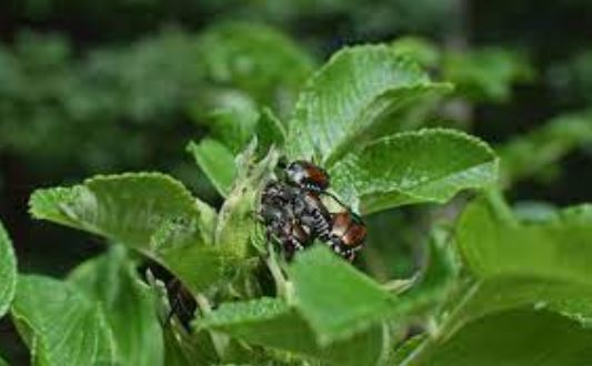 Are June Bugs Harmful