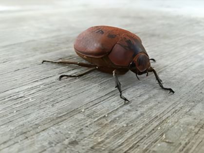 Common June Beetle (Phyllophaga)