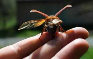 What is a June Bug? Different Types | Lifecycle | Habits | Myths