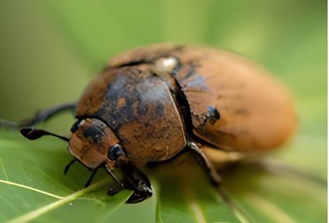 European Chafer