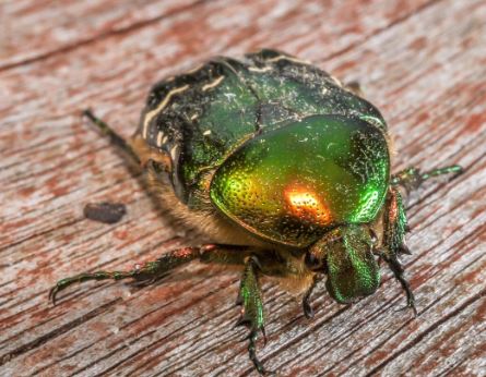 Green Fruit Beetle