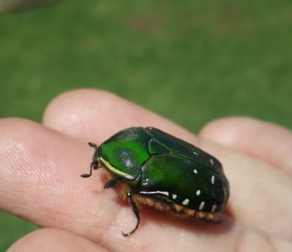 Green June Bug (Cotinis nitida)